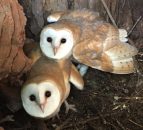 Co. Down farmer helps to rear barn owl chicks
