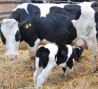NI dairy farmers wanted for 'exciting' colostrum project