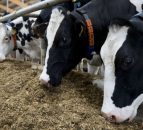 Pioneering vet backed by Brian May to speak at NI TB conference