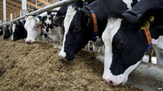 Feed demand soars in Northern Ireland as mills struggle to secure materials