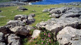 Nature organisation blames CAP for ‘biodiversity decline’