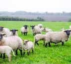 Industry conference to raise the bar for sheep health and welfare