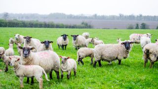 Calls to revitalise EU sheep sector or risk facing a ‘rural exodus’