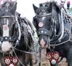 Horsepower: 'It's like an athlete - the more often you do it, the better you get'