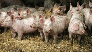 ‘Green’ farm subsidies could include better housing and intact tail payments