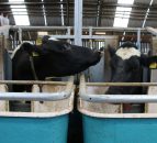 World Dairy Summit: The Co. Down herd in the top 1% of £PLI rankings
