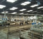 How Dutch innovation is beating heifer 'bullying' at a UK college