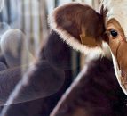 Six-hour TB test to launch at the end of this month