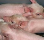 Could NI researchers have the answer to zinc oxide fears?