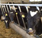 New Autumn Calving Index to be launched in August