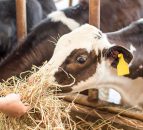 9 out of 10 farm animal welfare complaints unfounded
