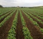 Potato stock levels and ‘drawdown’ at record rates in the UK