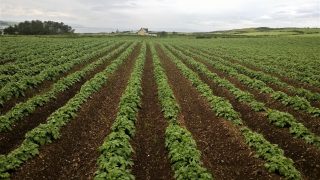 Potato stock levels and ‘drawdown’ at record rates in the UK