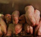 6 UK sites granted approval to ship trotters to China