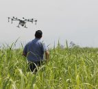 Can drones now be used to spot disease earlier in crops?