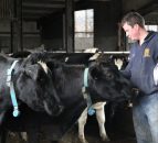 NI indepth: 'New Zealand inspired me to swap sucklers for dairy cows'