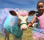 Cows, koalas and kangaroos: Dairy farmer swaps Down for 'Down Under'