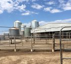 Mega farming: Meet the southern Australia family managing 2,300 cattle