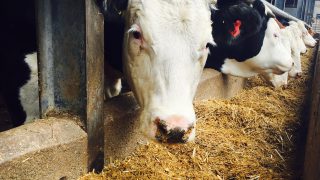 Exercise Blackthorn: If Foot and Mouth broke out today what would happen?