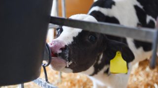 First case of bovine Schmallenberg confirmed in Northern Ireland