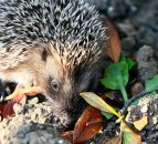 Report shows hedgehog numbers plummet by 50% in British countryside
