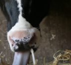 Fodder crisis: 'Many farmers at the mercy of the spring weather'