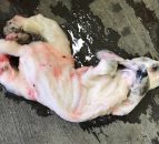Schmallenberg virus: Northern farmers urged to be on the watch for symptoms