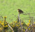 Volunteers sought by RSPB NI for farmland surveys