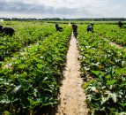 McGlone: 'Brexiteers cannot be trusted to act for Ag'