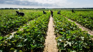McGlone: ‘Brexiteers cannot be trusted to act for Ag’