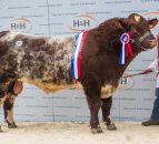 Co. Down Shorthorn herd clinches Carlisle top prices