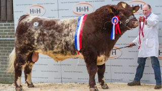 Co. Down Shorthorn herd clinches Carlisle top prices