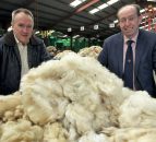 Market diversification: Are natural wool carpets the next niche?