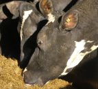 Industry to be landed with £143,000 BSE testing bill under TSE changes