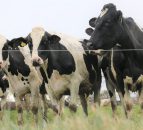 Farmers sought for pioneering grass management programme