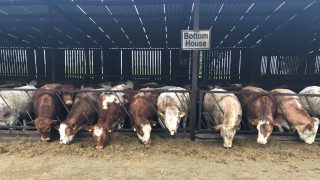 Beef focus: Close to 800 cattle on show at Jalex herd open day