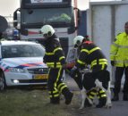100+ Irish calves killed in crash in Netherlands