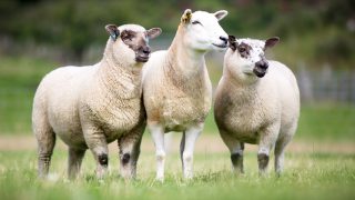 Sheep farmers missing out on more than £5 million on lamb value
