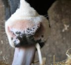 Fodder in the North: 'Not a crisis - but it's not far off one'