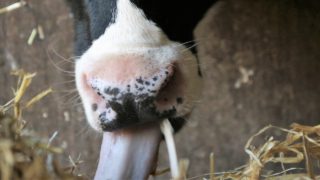 Fodder in the North: ‘Not a crisis – but it’s not far off one’