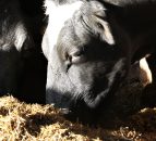 Supplementary feed costing Antrim farmer £10,000 a month