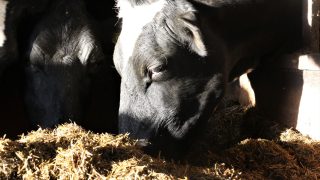 Supplementary feed costing Antrim farmer £10,000 a month