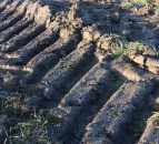 Conacre 'not to blame' for all of NI's land fertility issues