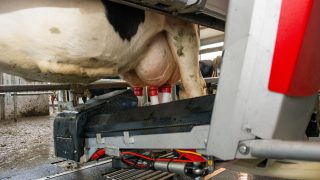 Video: Lely hits major NI robot milestone