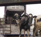Dungiven dairy farmer 'fed up' of red tape to move to Canada