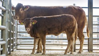 Mart trade: 80 entered for Limousin spring sale