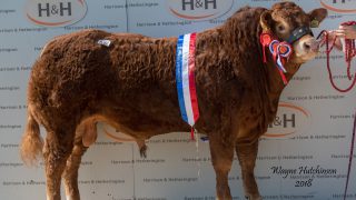 ‘Majestic’ Derry bull fetches 35,000gns at Carlisle