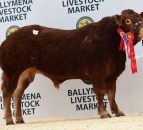 Judge manages a 'cracker' with Carmorn Nutcracker