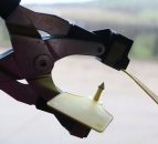 Reactor fraud: Illegal TB tag swapping suspected in the North