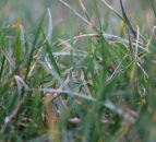 Grass growth to drop below average as cold and bright Bank Holiday weekend ahead
